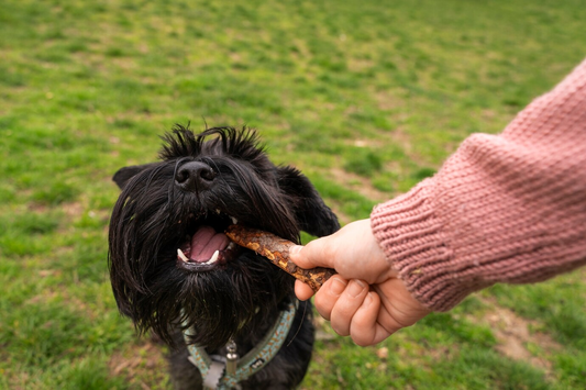 How Bully Sticks Keep Your Dog Entertained and Fight Boredom