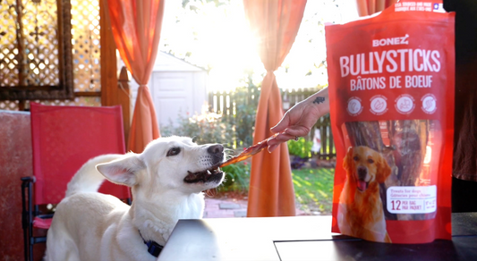 Why Bully Sticks Are the Safer Alternative to Rawhide for Your Dog