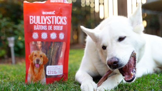The Dental Health Benefits of Bully Sticks