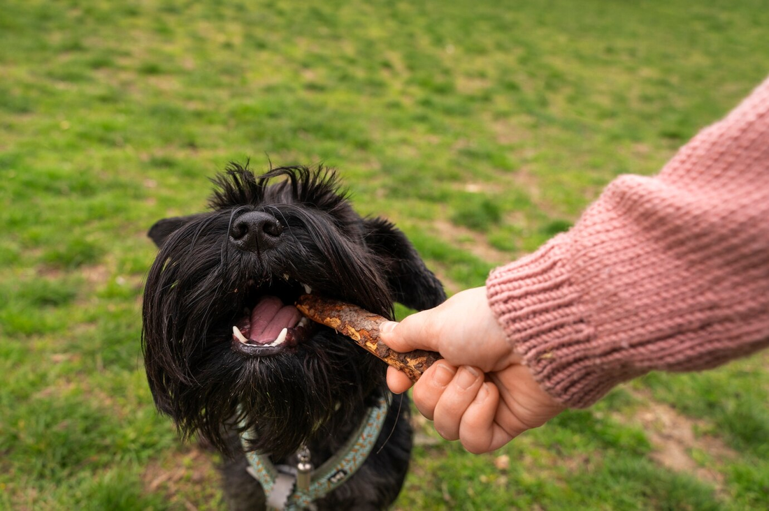 How Bully Sticks Keep Your Dog Entertained and Fight Boredom