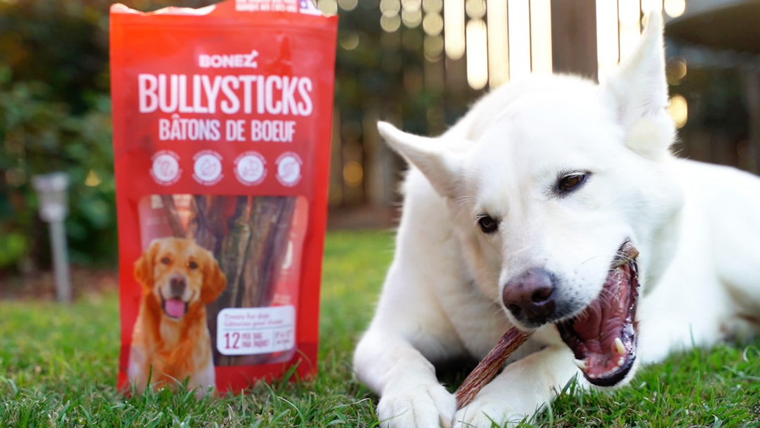 The Dental Health Benefits of Bully Sticks