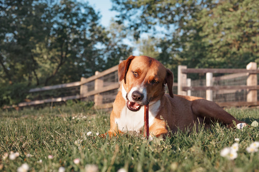 Science Behind Why Dogs Love Bully Sticks (Why They’re So Satisfying)