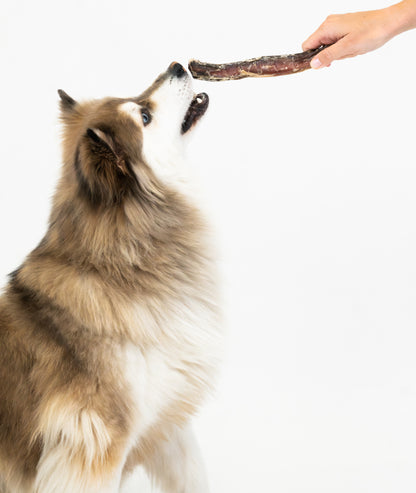 Jumbo Bully Sticks