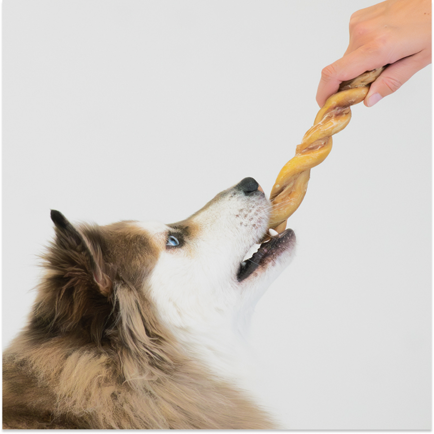 Twisted Bully Sticks