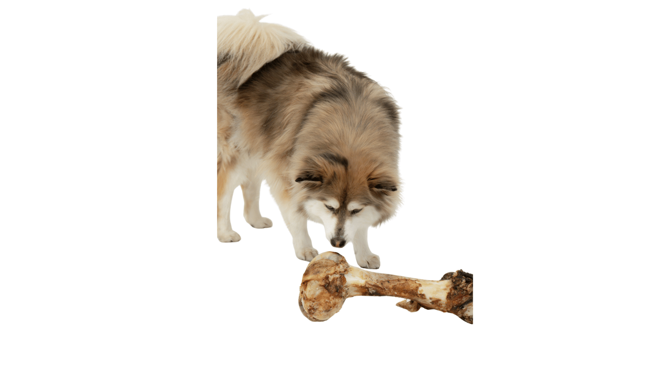 Dino Bone (Beef Shin Bone)